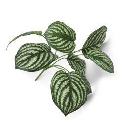 Kunstplant Peperomia bush